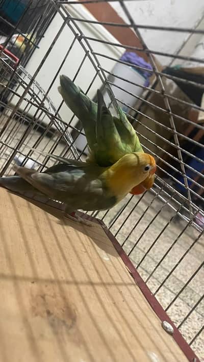 love birds for sale