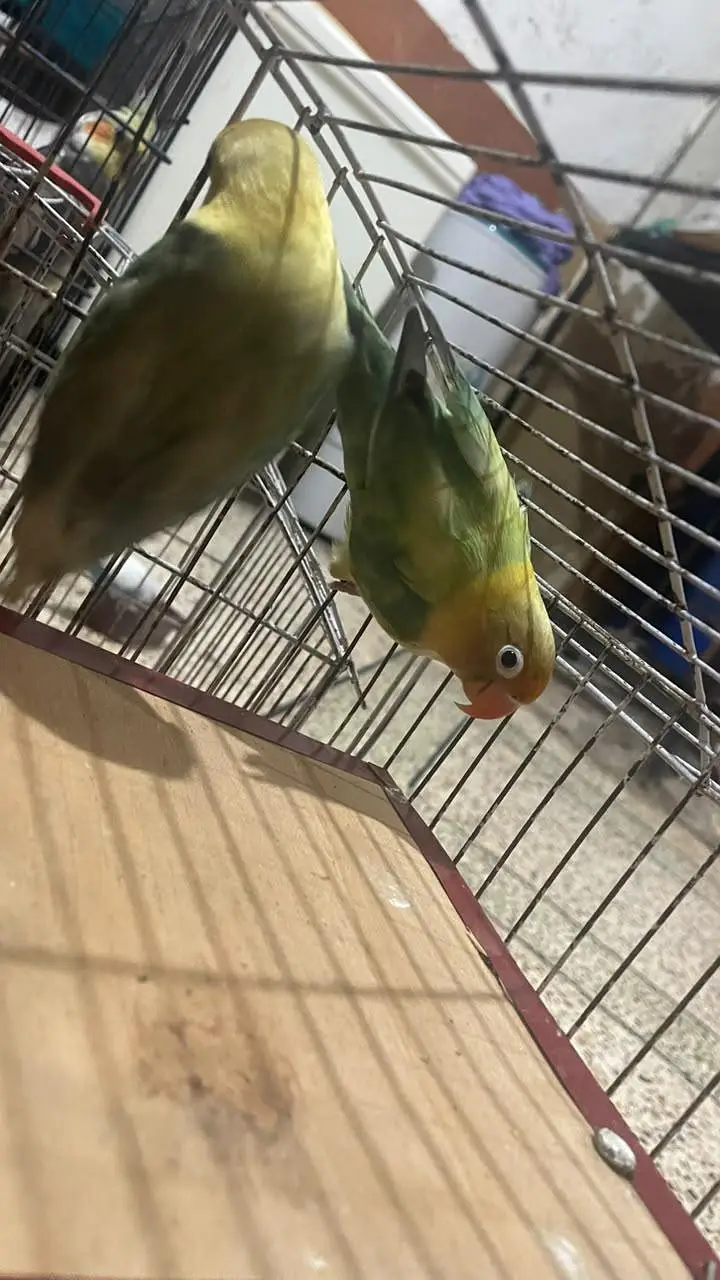 love birds for sale — photo 2