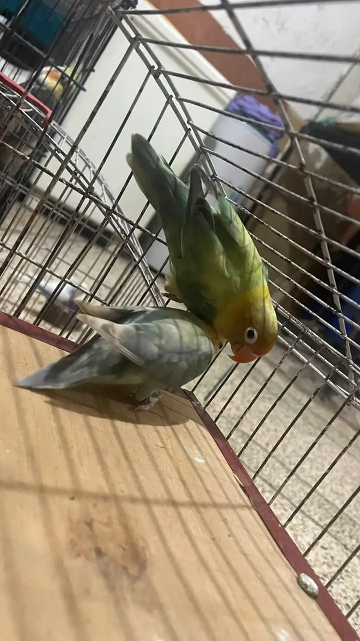 love birds for sale — photo 3