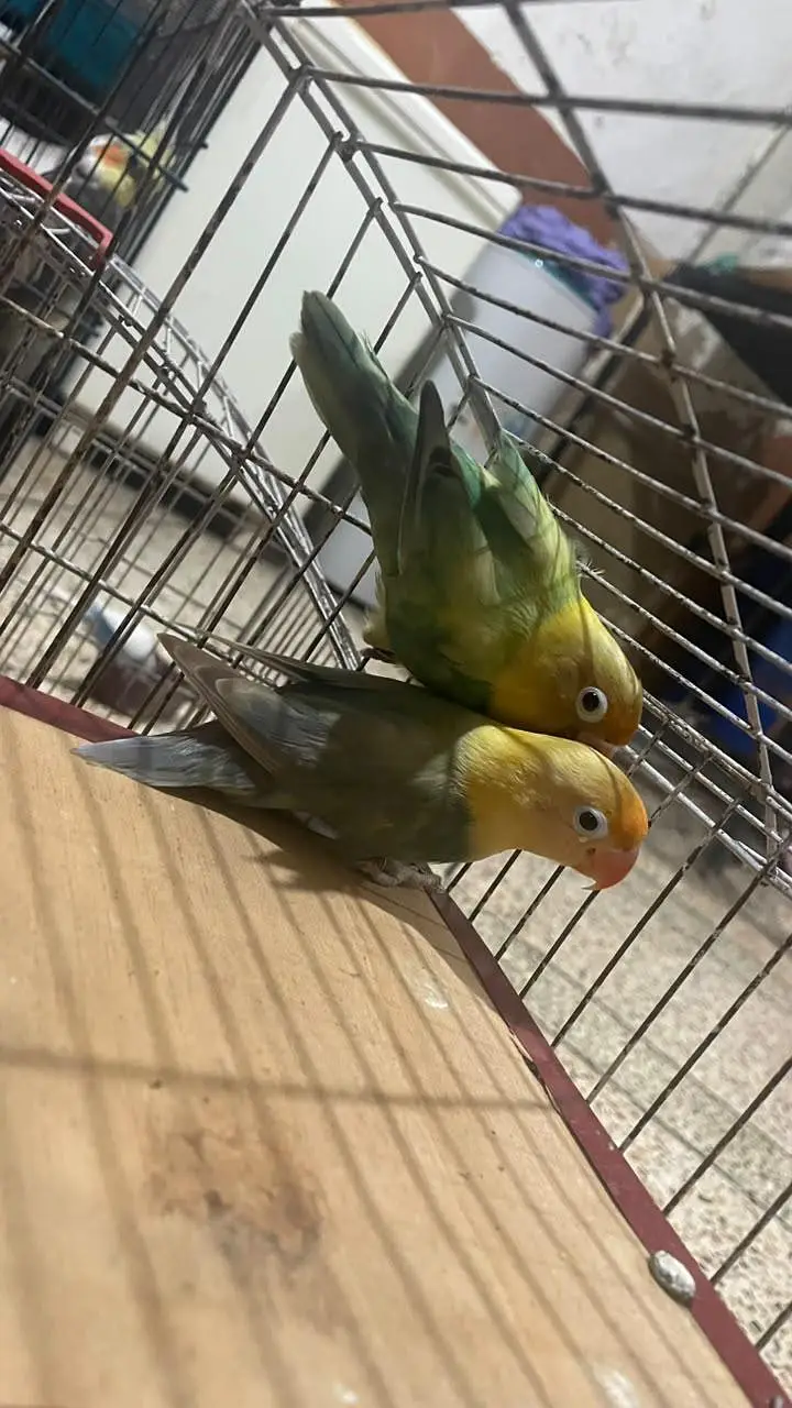 love birds for sale — photo 4