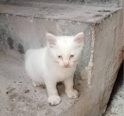 Persian kitten (male)