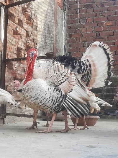 Beautiful Turkey birds