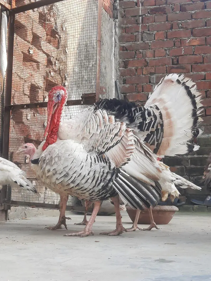 Beautiful Turkey birds