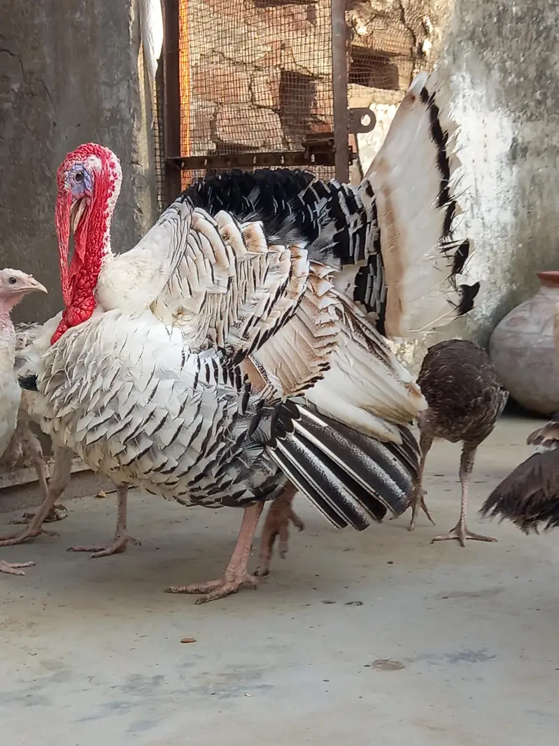 Beautiful Turkey birds — photo 2