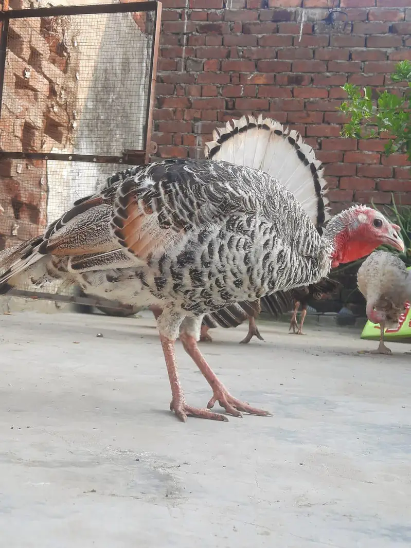 Beautiful Turkey birds — photo 3
