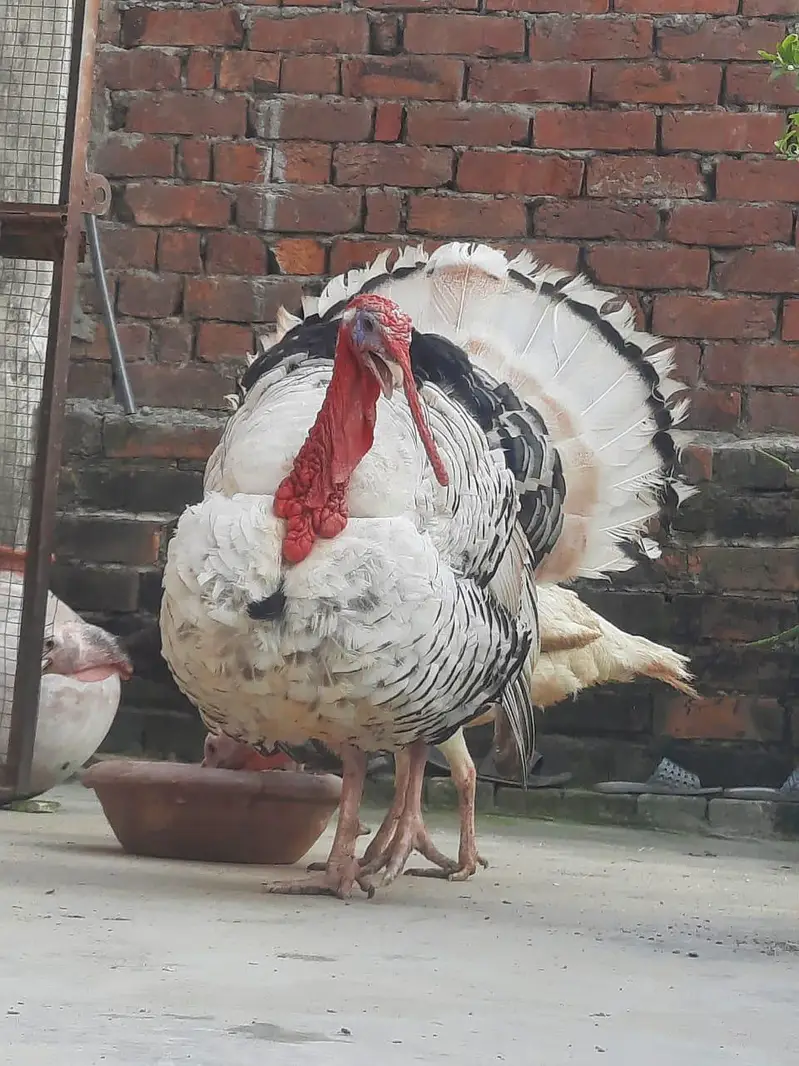 Beautiful Turkey birds — photo 4