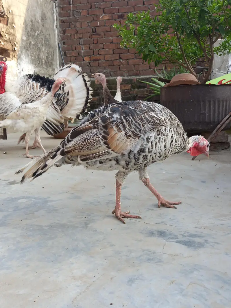 Beautiful Turkey birds — photo 5