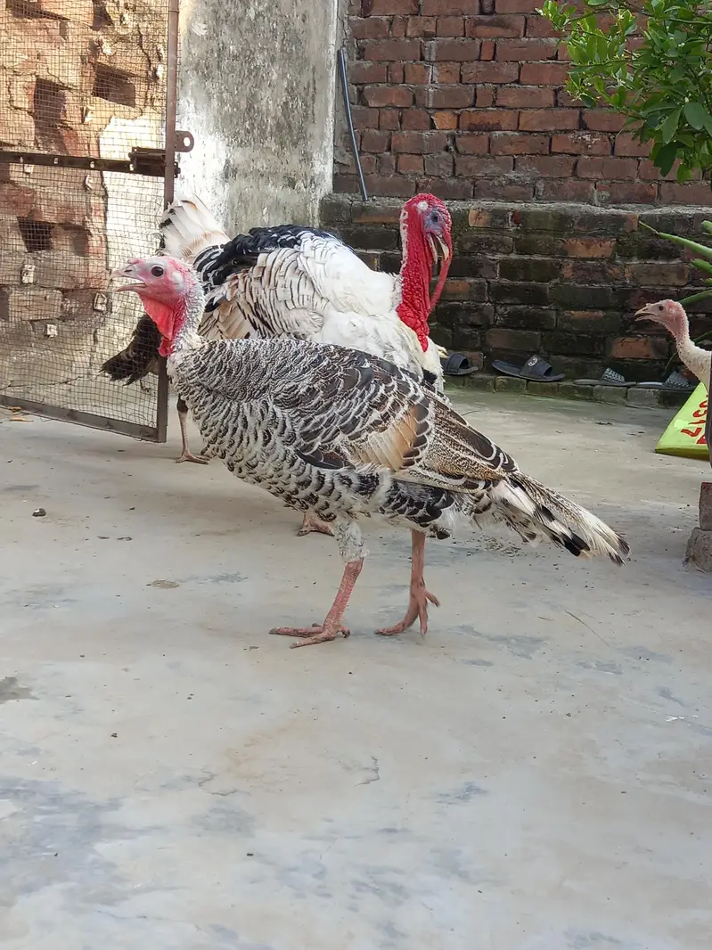 Beautiful Turkey birds — photo 6
