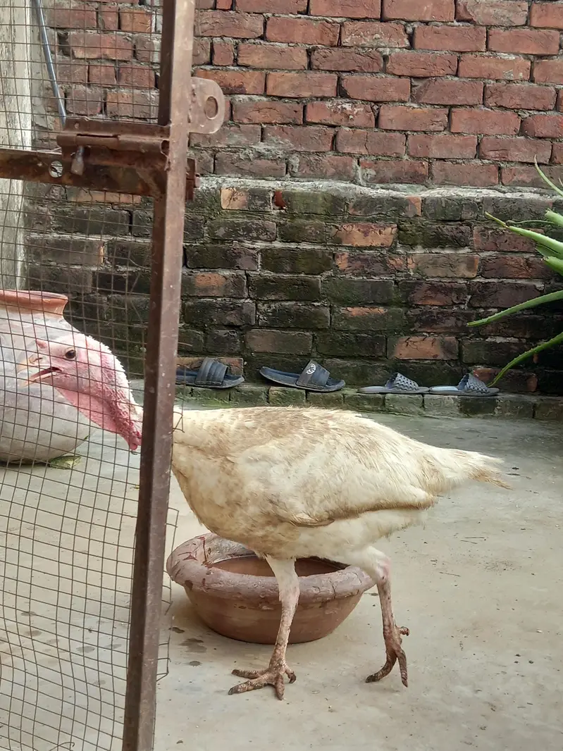 Beautiful Turkey birds — photo 7