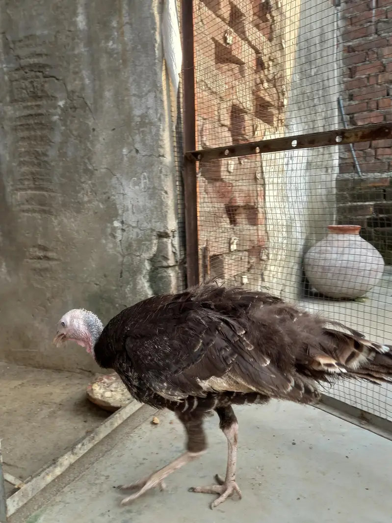 Beautiful Turkey birds — photo 8
