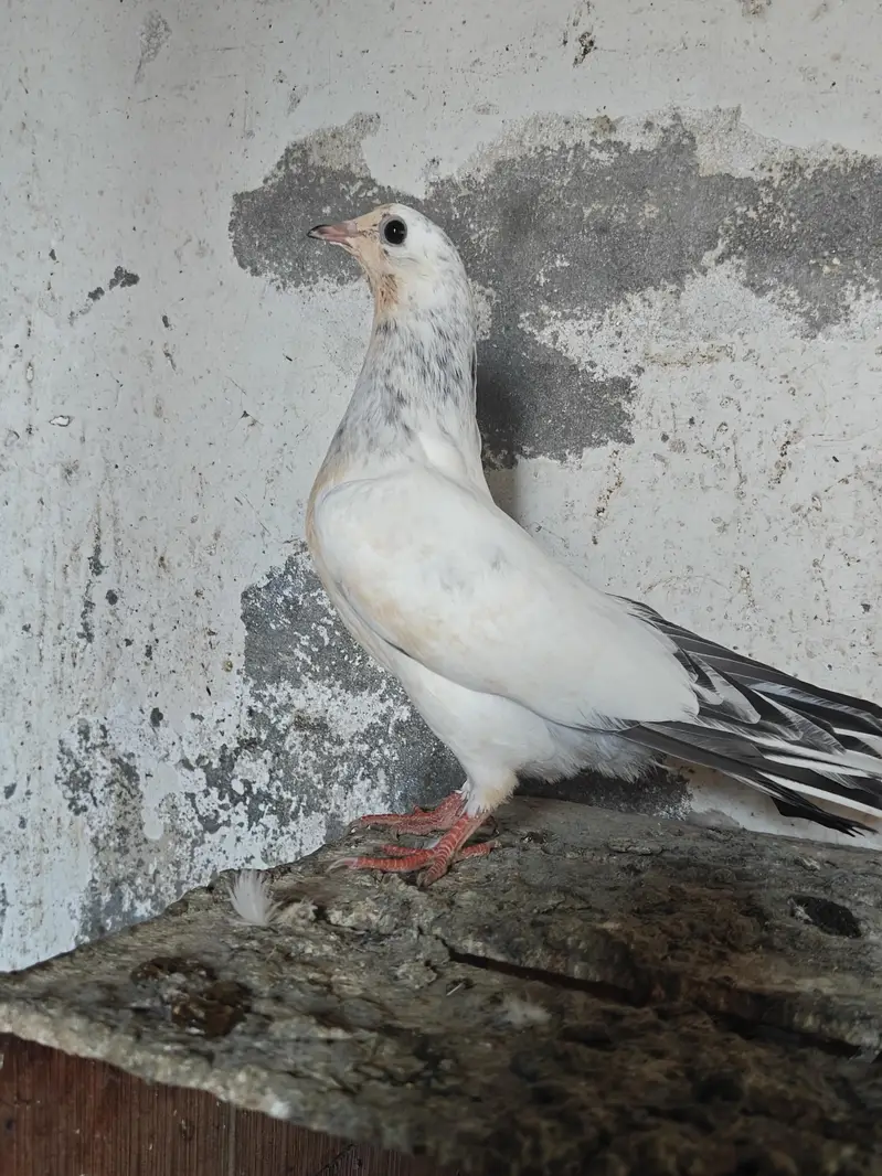 Patha Pathiya — photo 8