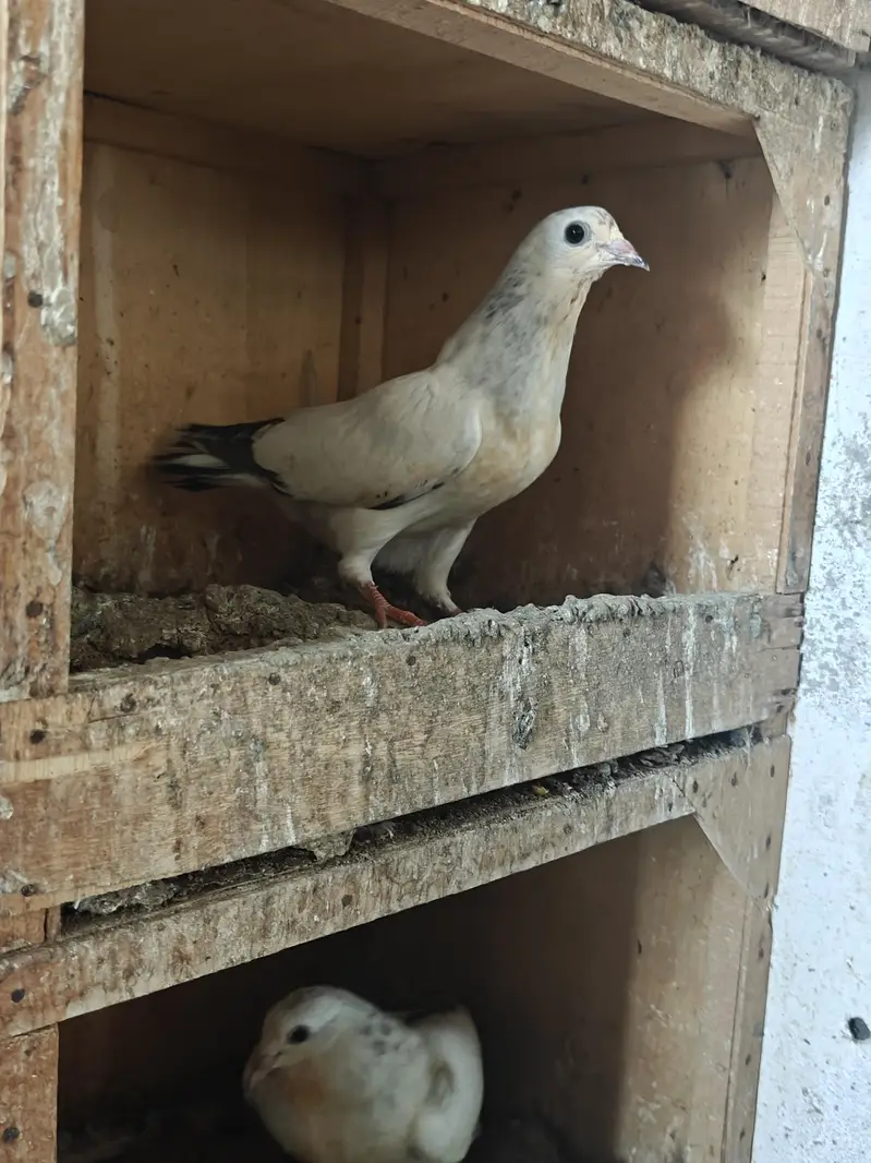 Patha Pathiya — photo 9