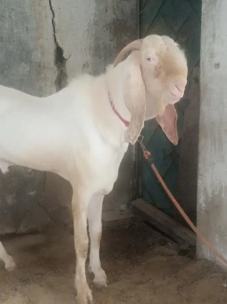 PUR RAJANPURI BREEDER MALE BAKRA