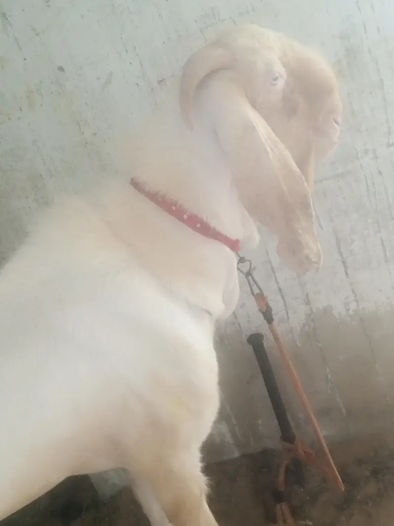 PUR RAJANPURI BREEDER MALE BAKRA — photo 3