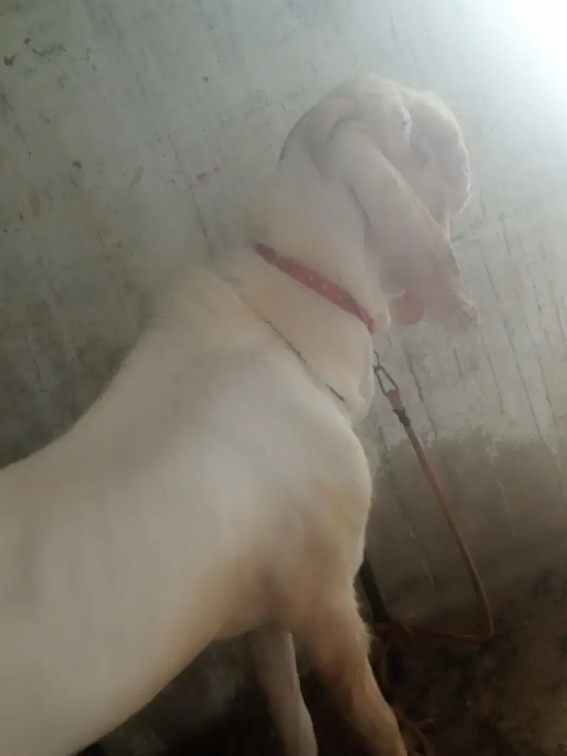 PUR RAJANPURI BREEDER MALE BAKRA — photo 4