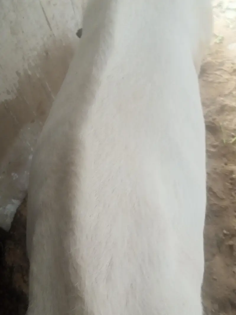 PUR RAJANPURI BREEDER MALE BAKRA — photo 5