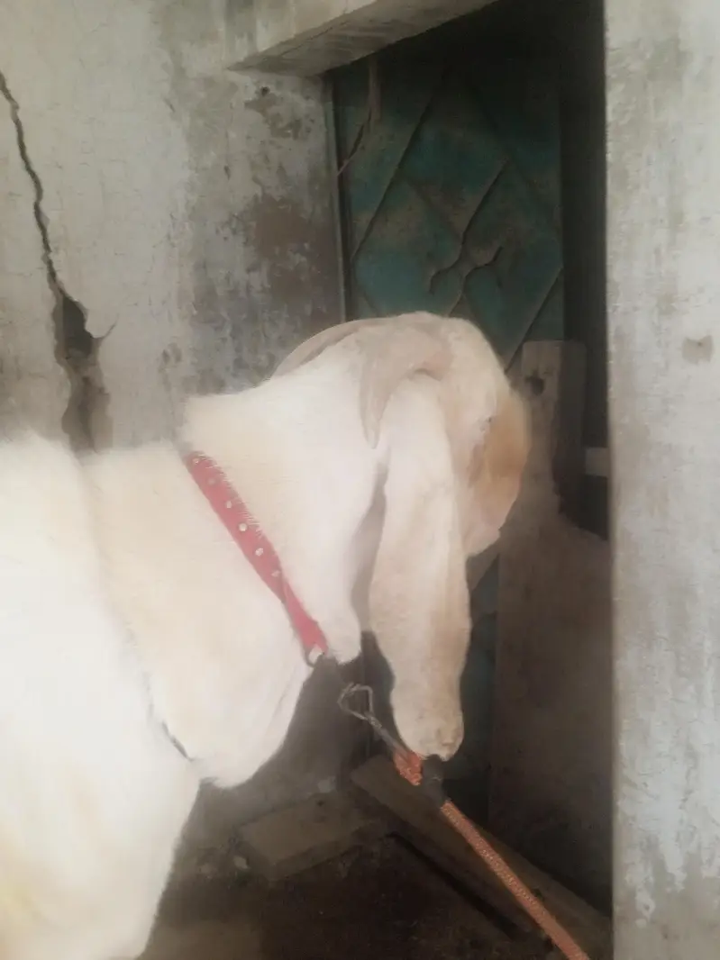 PUR RAJANPURI BREEDER MALE BAKRA — photo 6