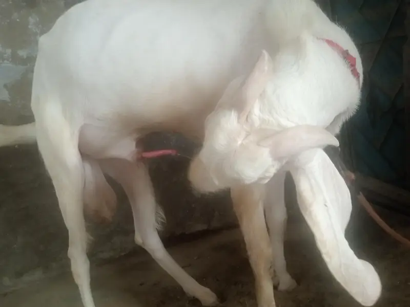PUR RAJANPURI BREEDER MALE BAKRA — photo 7