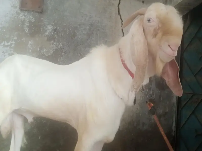 PUR RAJANPURI BREEDER MALE BAKRA — photo 8