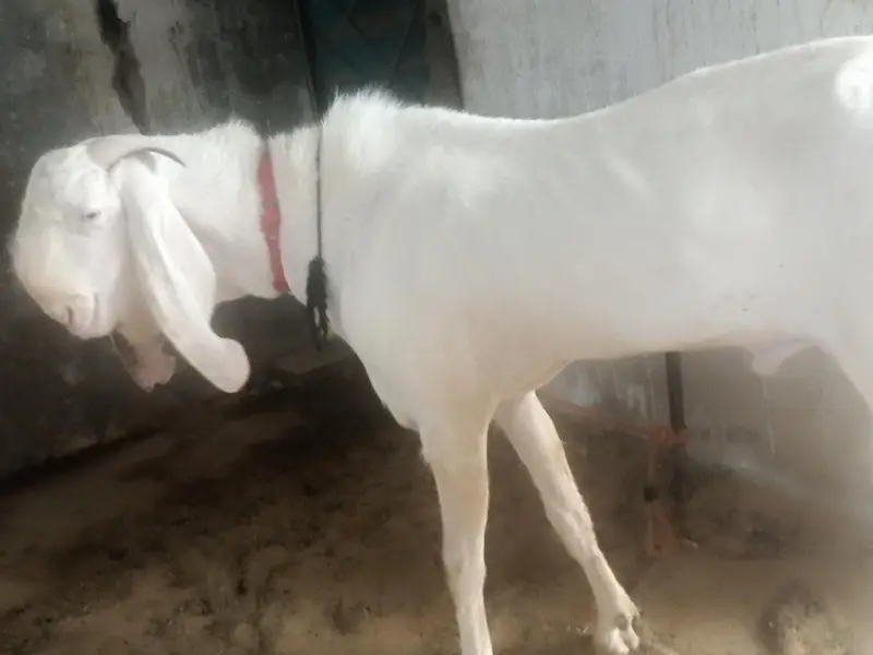 PUR RAJANPURI BREEDER MALE BAKRA — photo 9