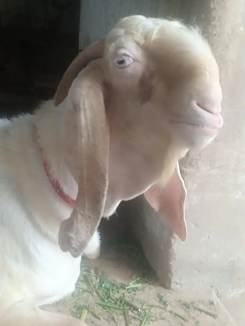 PUR RAJANPURI BREEDER MALE BAKRA — photo 10