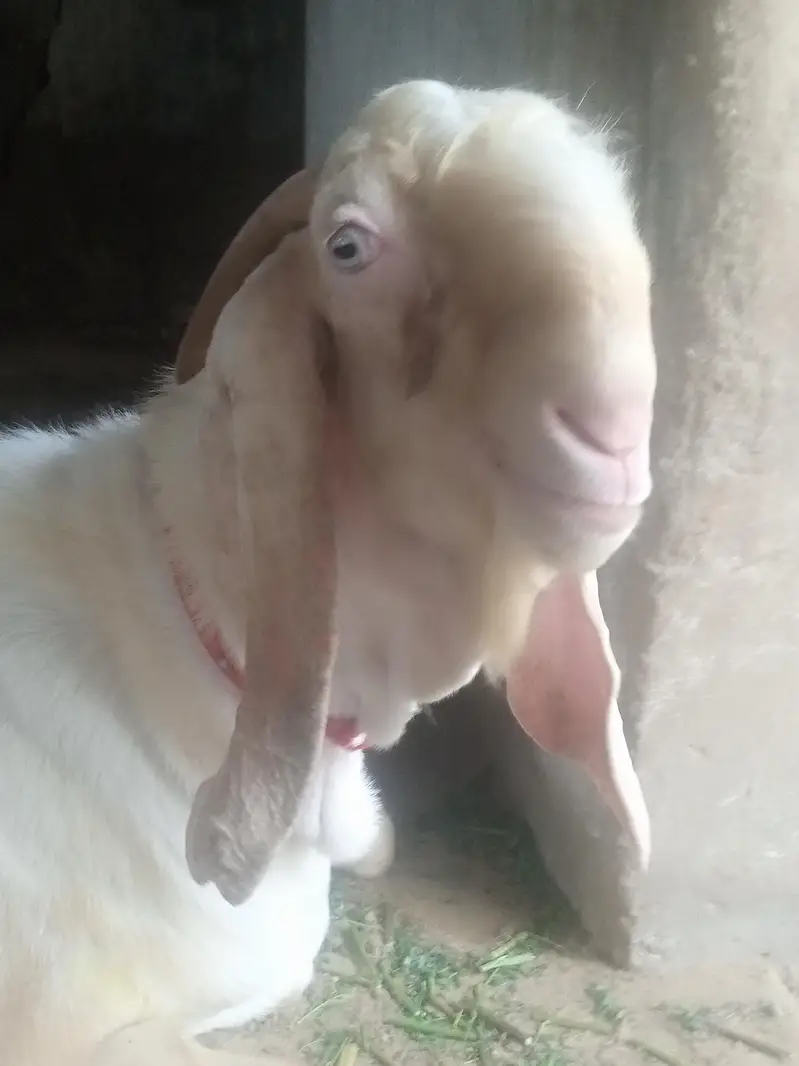 PUR RAJANPURI BREEDER MALE BAKRA — photo 11