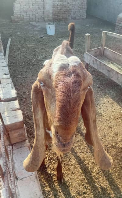 Healthy Breeder Bakra For Sale | Khanewal