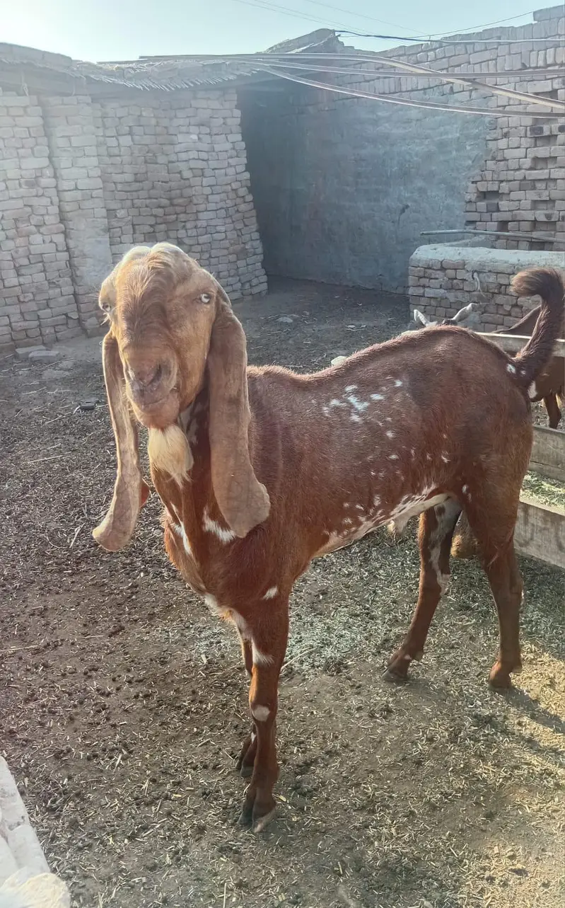 Healthy Breeder Bakra For Sale | Khanewal — photo 2