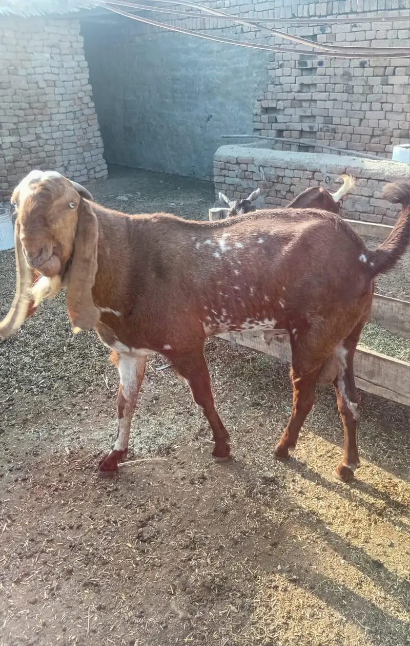 Healthy Breeder Bakra For Sale | Khanewal — photo 3