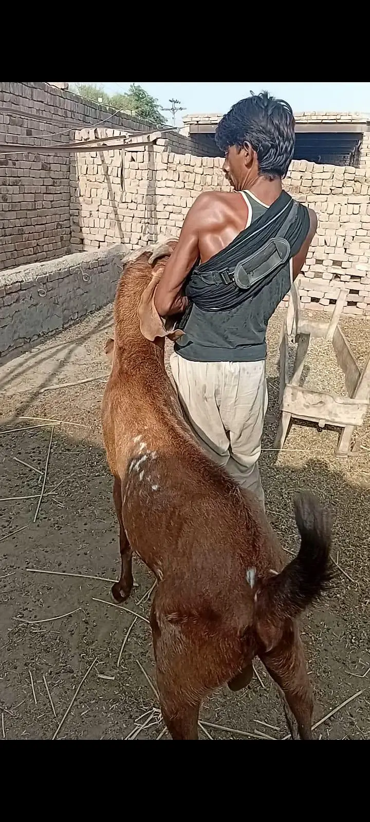 Healthy Breeder Bakra For Sale | Khanewal — photo 4