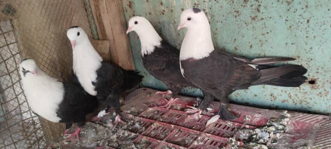 Siyah Qarbalai 2 Pairs
