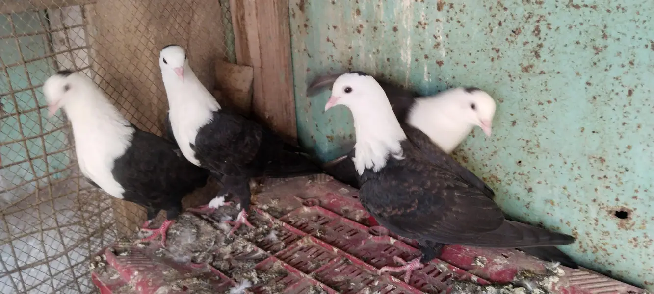 Siyah Qarbalai 2 Pairs — photo 2