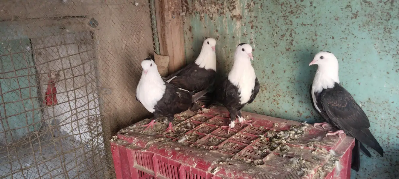 Siyah Qarbalai 2 Pairs — photo 3