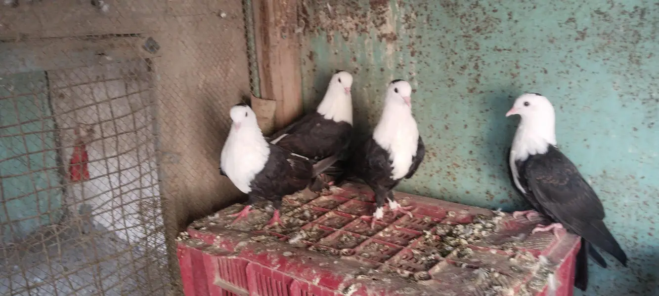 Siyah Qarbalai 2 Pairs — photo 4