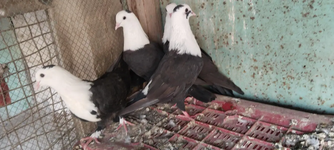 Siyah Qarbalai 2 Pairs — photo 5