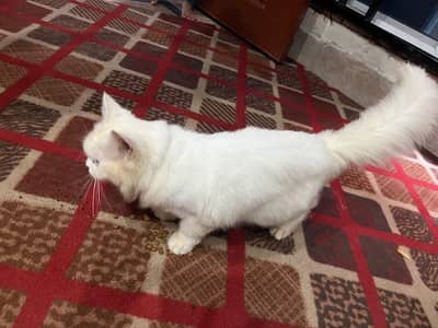 Persion Cat