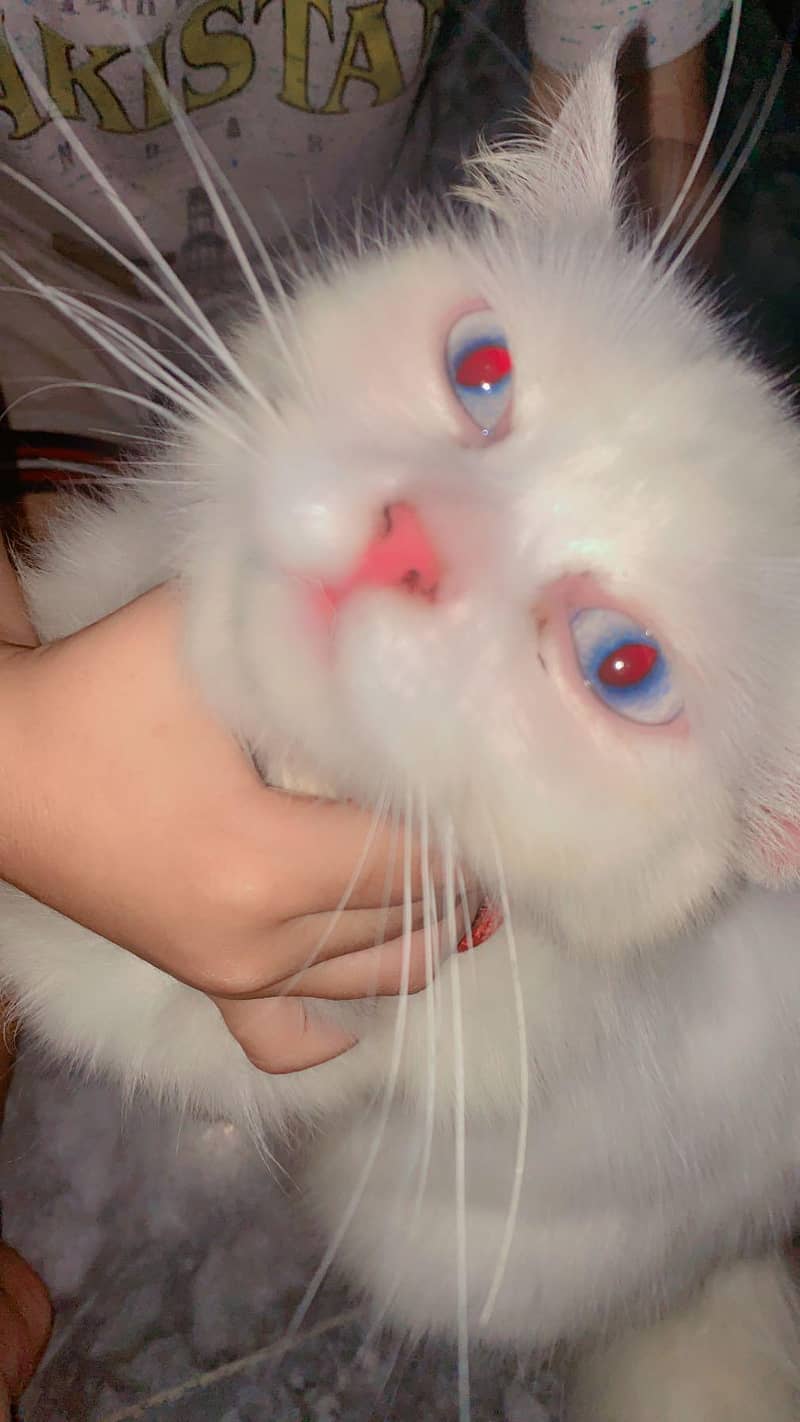 Persion Cat 1