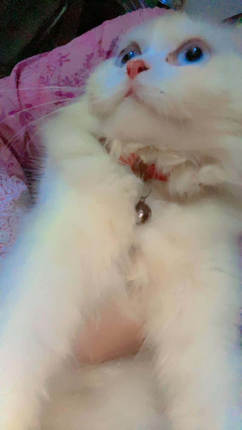 Persion Cat 3