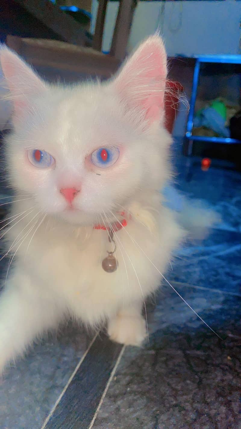 Persion Cat 4