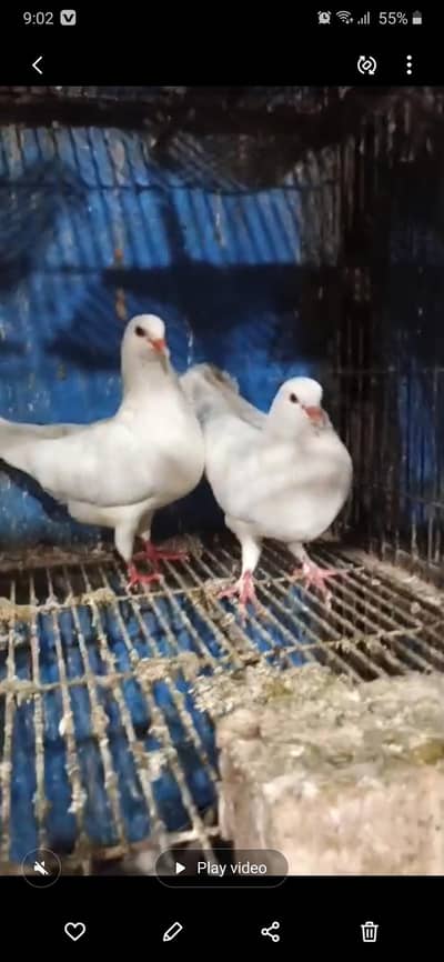 Pigeon