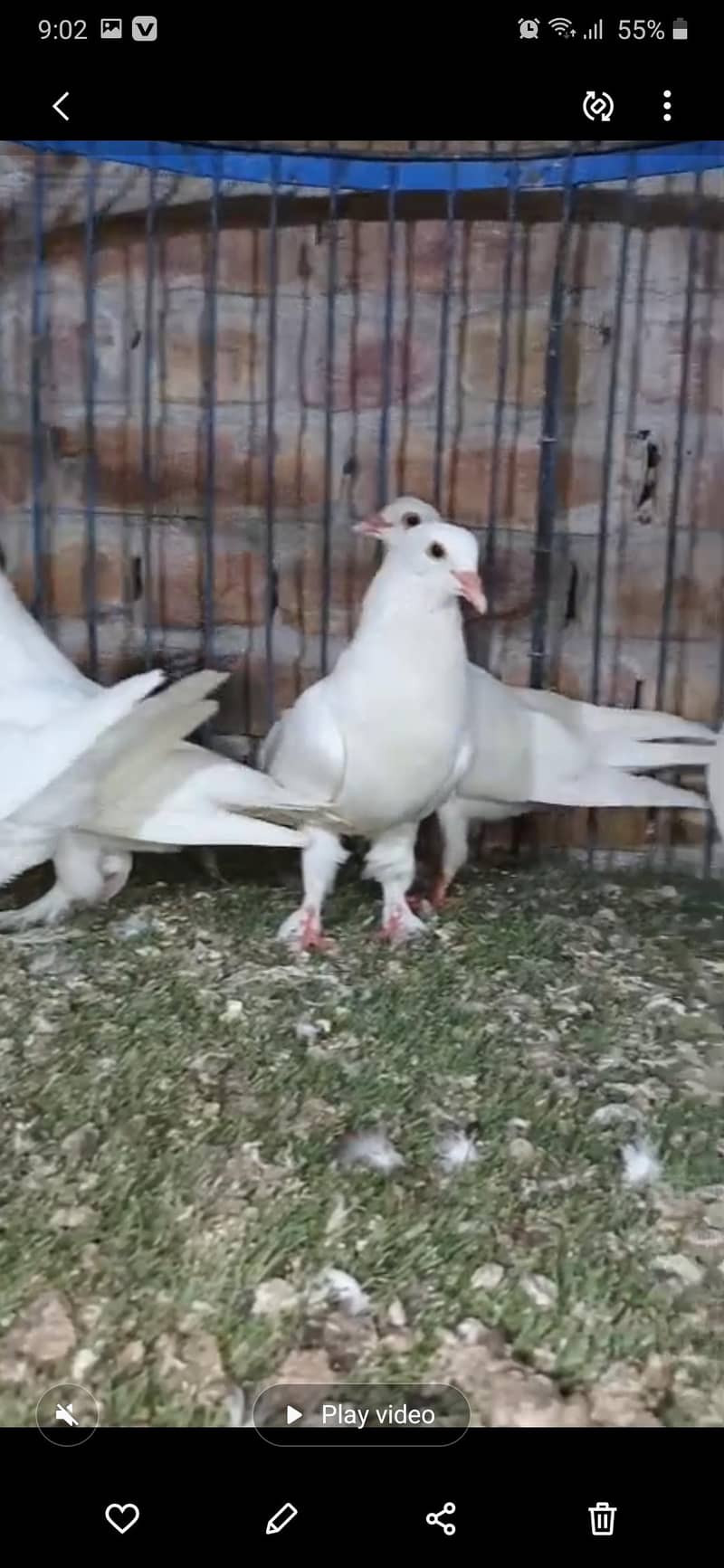 Pigeon 1