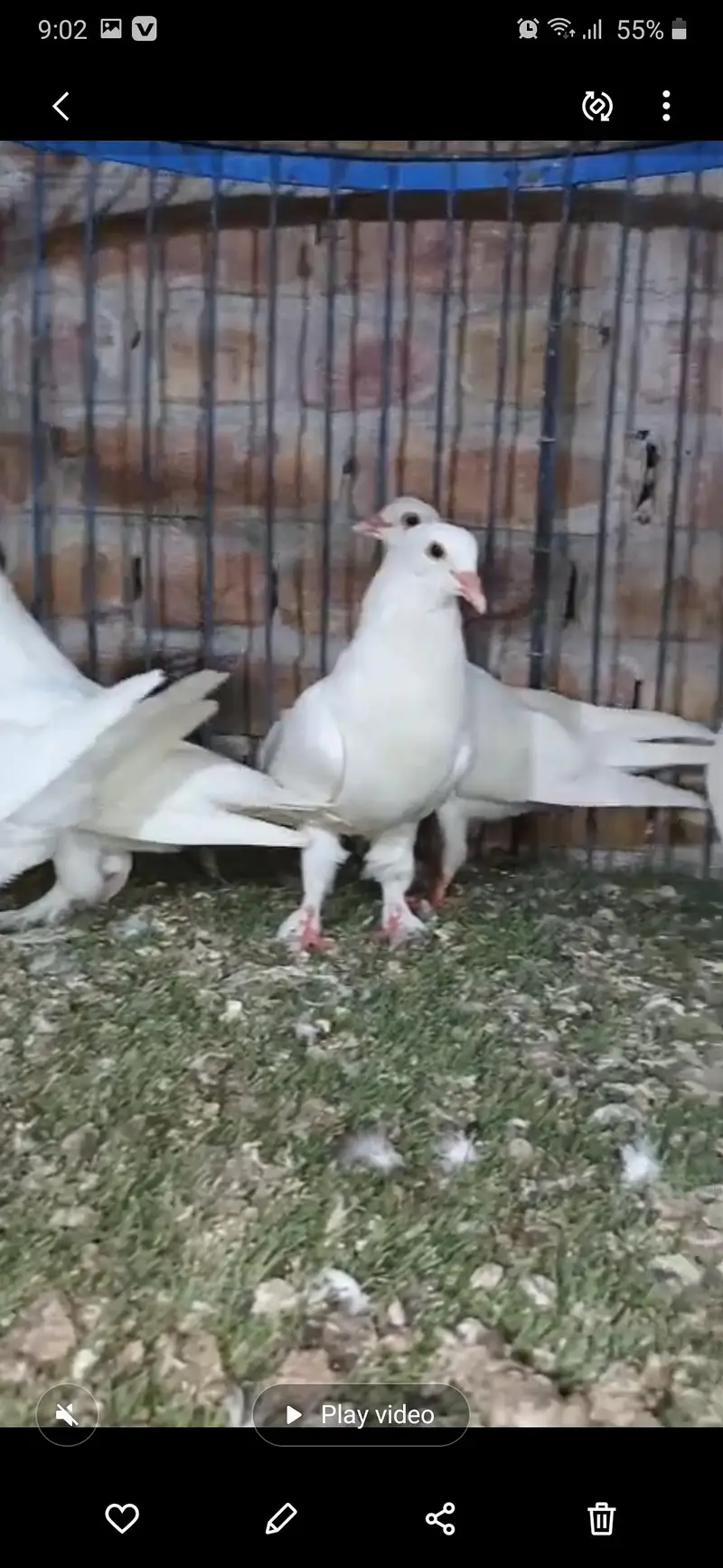 Pigeon — photo 2