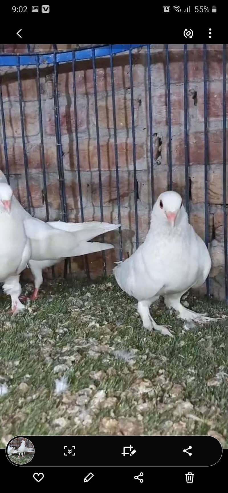 Pigeon 2