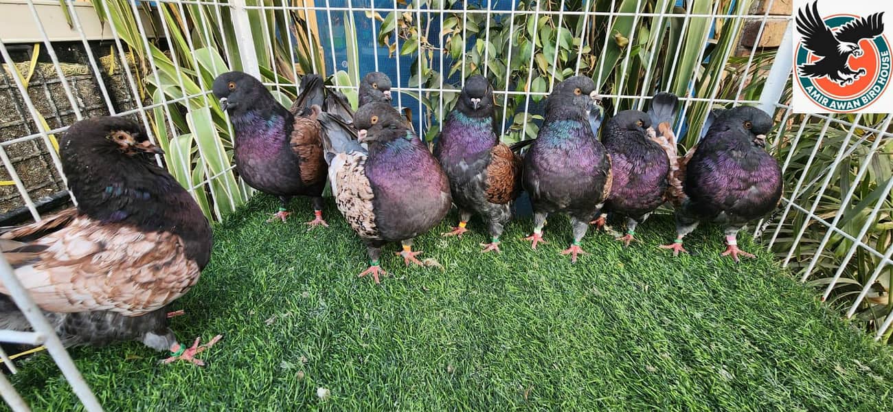 Pigeon 4