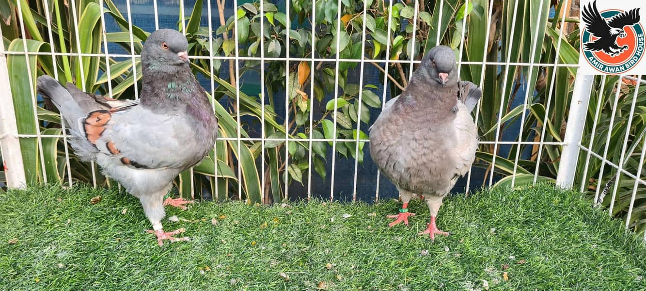 Pigeon 5