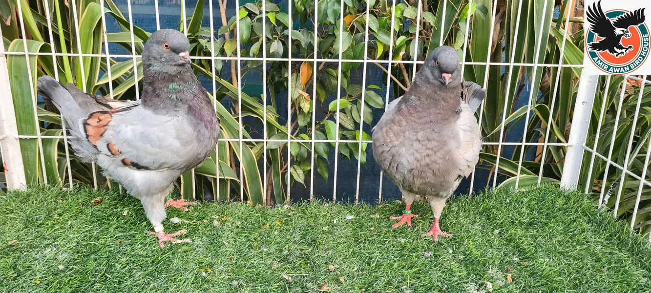 Pigeon — photo 6