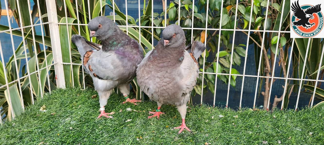 Pigeon 6