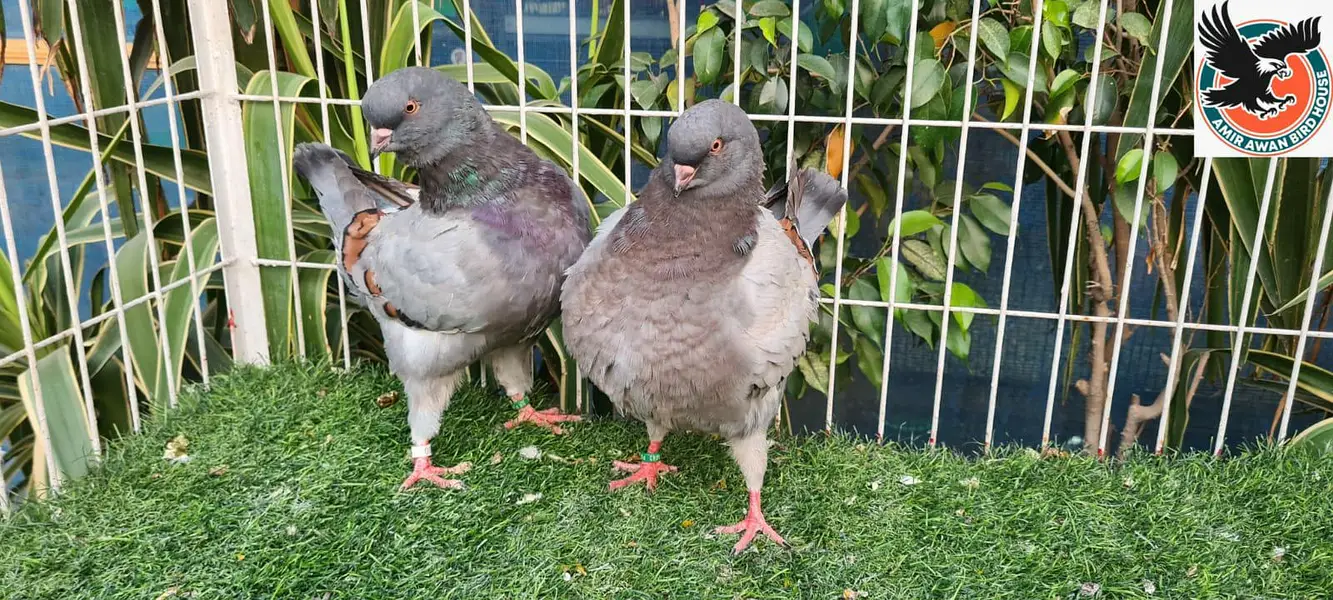 Pigeon — photo 7