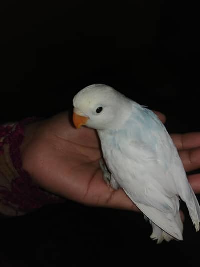 love birds mutishon pide dove