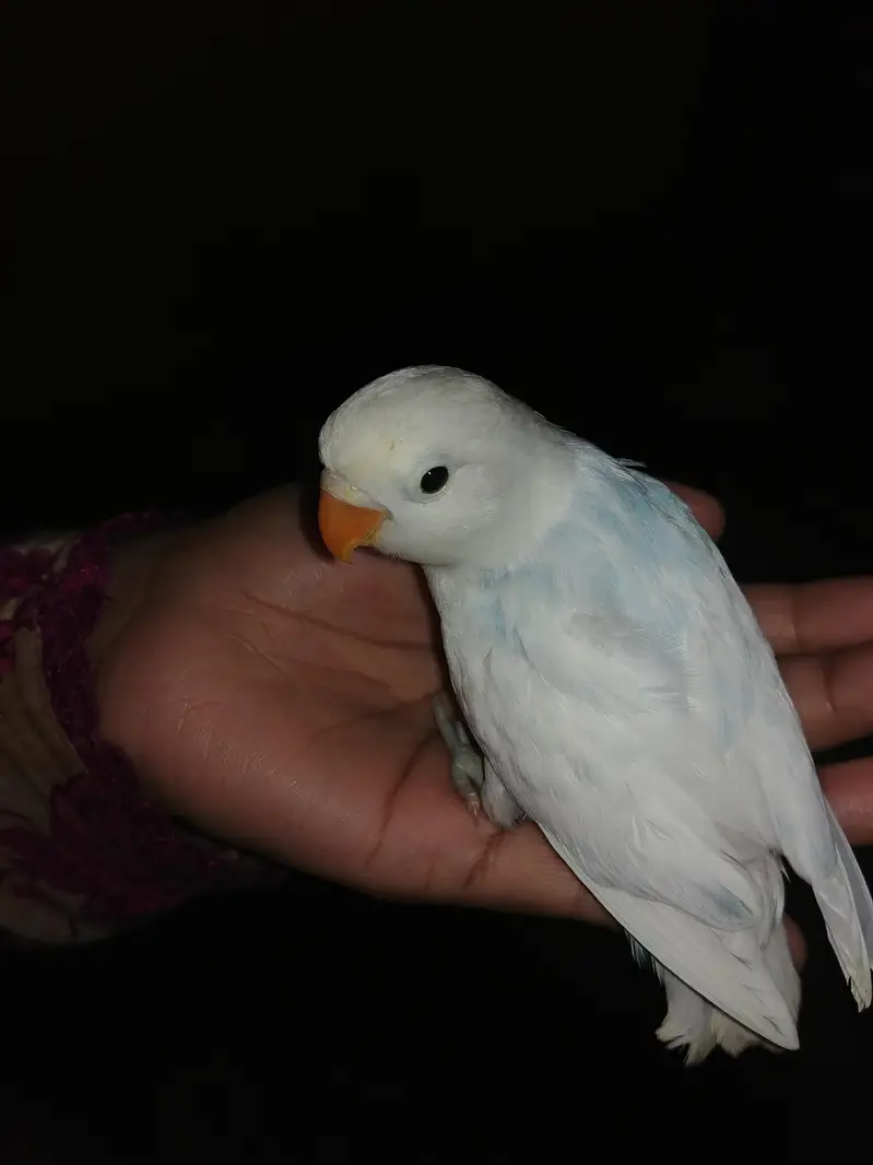 love birds mutishon pide dove